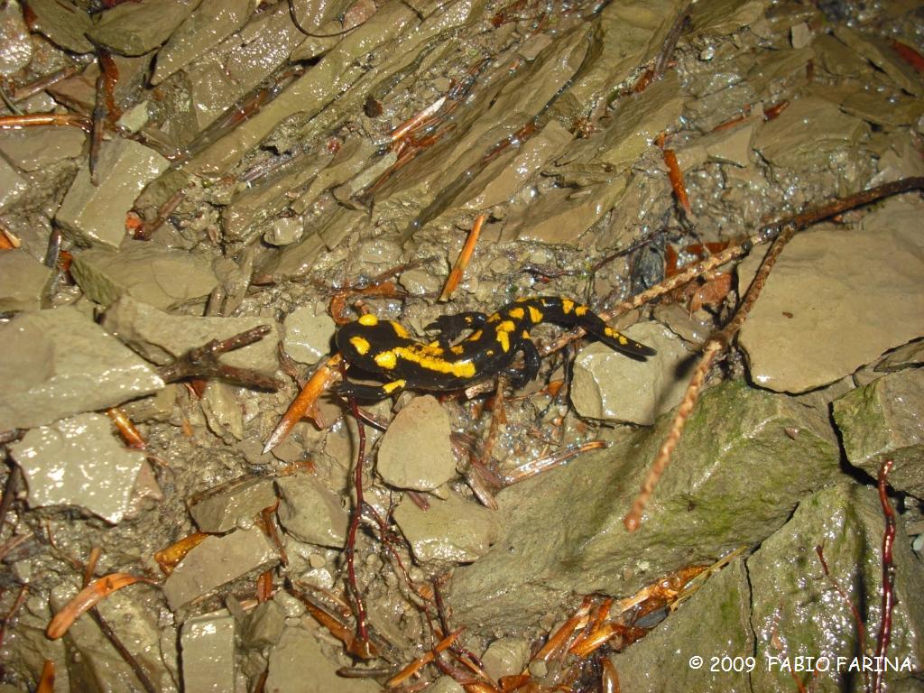 Salamandra pezzata - Salamandra salamandra gigliolii